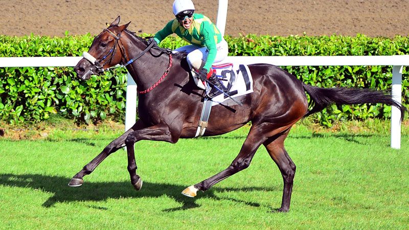 Gazi Koşusu ne zaman yapılacak 2021? İşte 95. Gazi Koşusu'nun tarihi 8