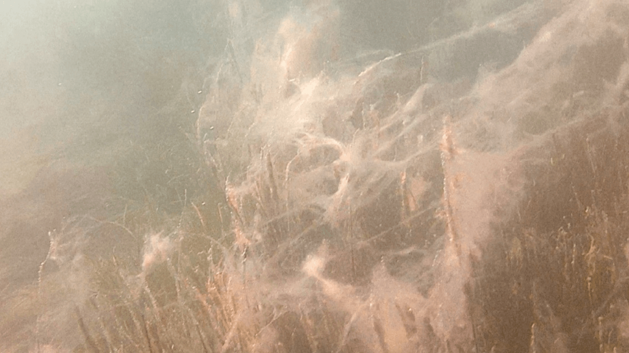 Müsilajın neden olduğu tahribat böyle görüntülendi! 2