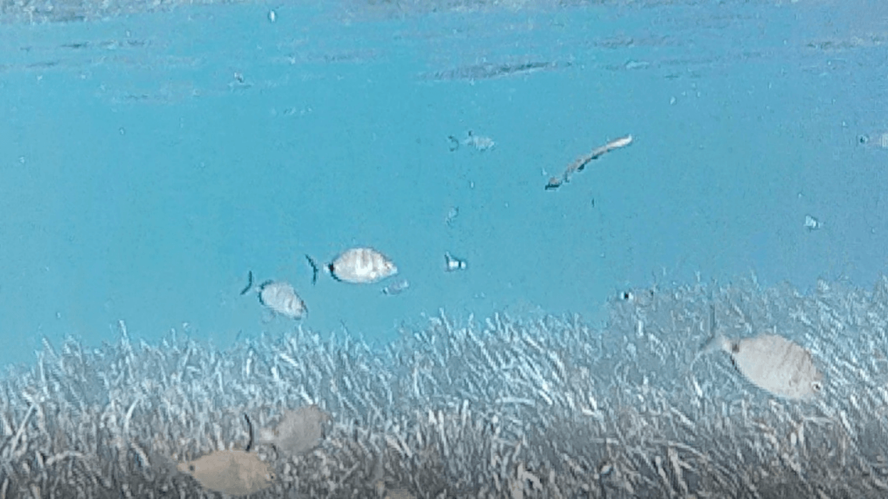 Müsilajın neden olduğu tahribat böyle görüntülendi! 4