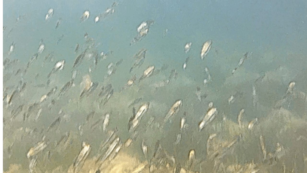 Müsilajın neden olduğu tahribat böyle görüntülendi! 5