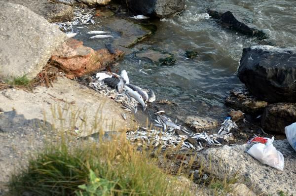 Ölü balıklar sahile vurdu, bölge halkı endişe ve panik içinde! 2