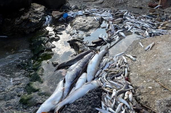 Ölü balıklar sahile vurdu, bölge halkı endişe ve panik içinde! 1