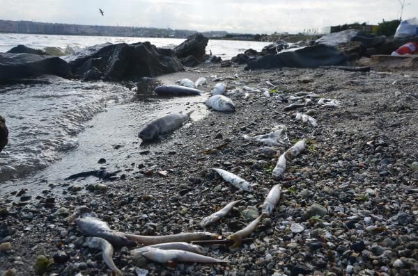 Ölü balıklar sahile vurdu, bölge halkı endişe ve panik içinde! 4
