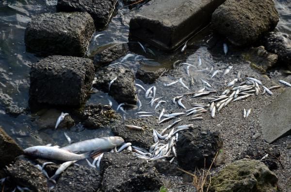 Ölü balıklar sahile vurdu, bölge halkı endişe ve panik içinde! 7