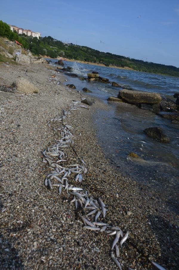 Ölü balıklar sahile vurdu, bölge halkı endişe ve panik içinde! 8