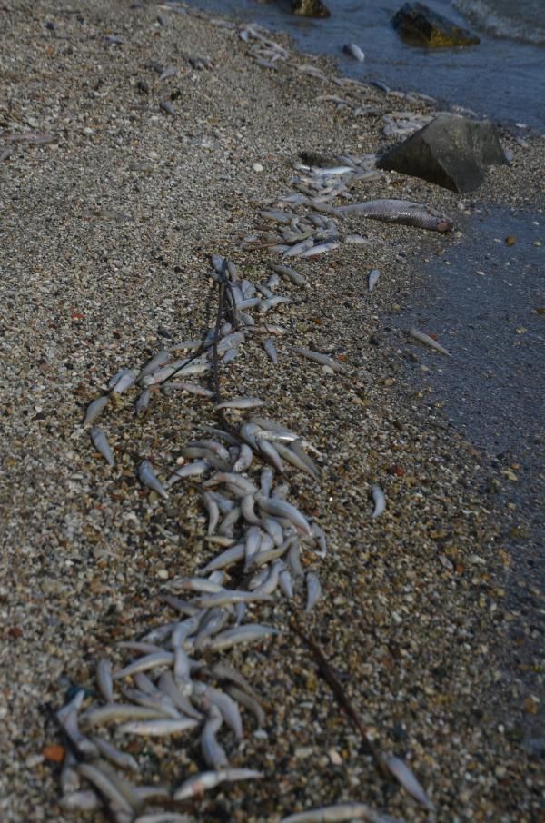 Ölü balıklar sahile vurdu, bölge halkı endişe ve panik içinde! 9