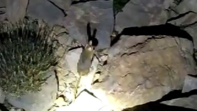 Daha önce böylesi görülmedi! Yolda yürürken karşısına çıktı 2