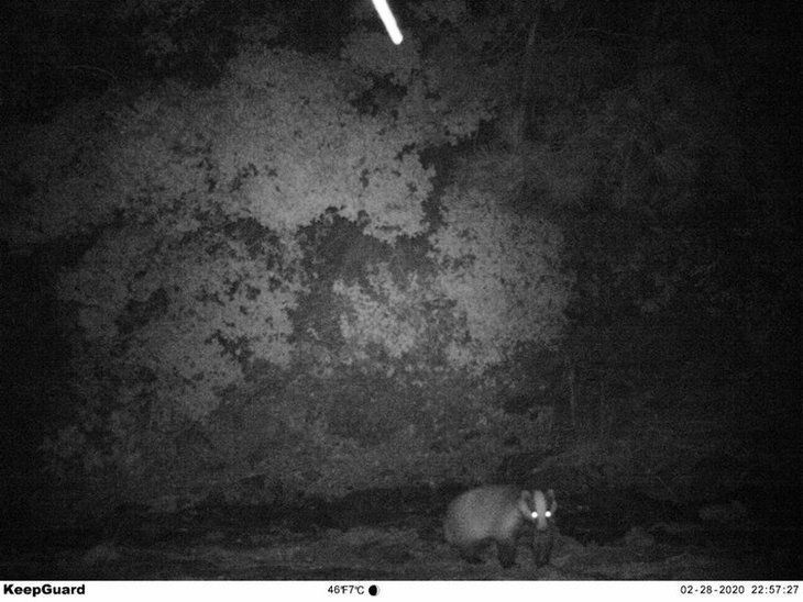 Daha önce böylesi görülmedi! Yolda yürürken karşısına çıktı 4
