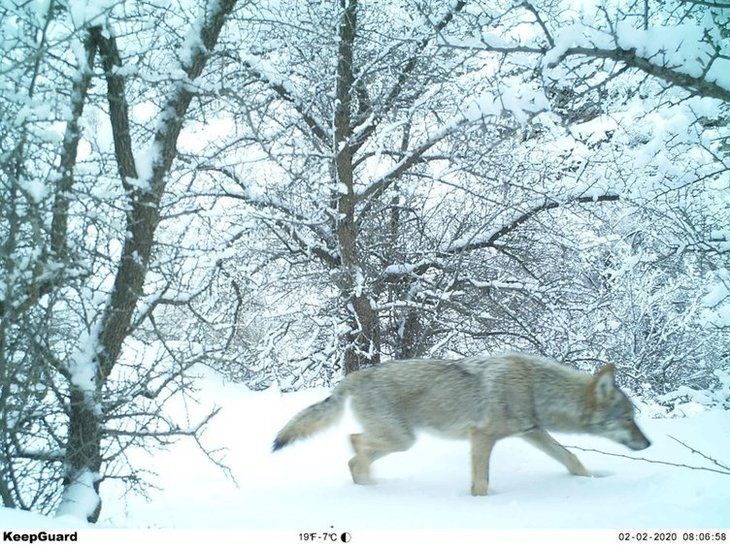 Daha önce böylesi görülmedi! Yolda yürürken karşısına çıktı 5