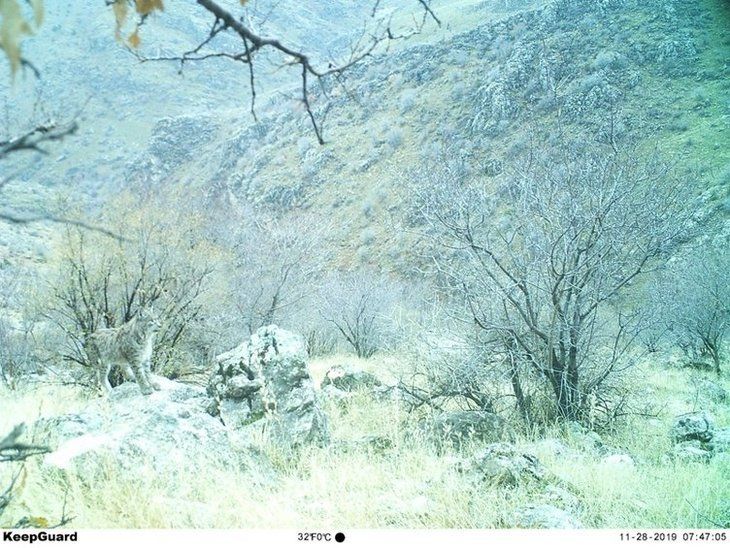 Daha önce böylesi görülmedi! Yolda yürürken karşısına çıktı 6