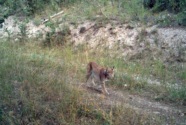 Daha önce böylesi görülmedi! Yolda yürürken karşısına çıktı 8