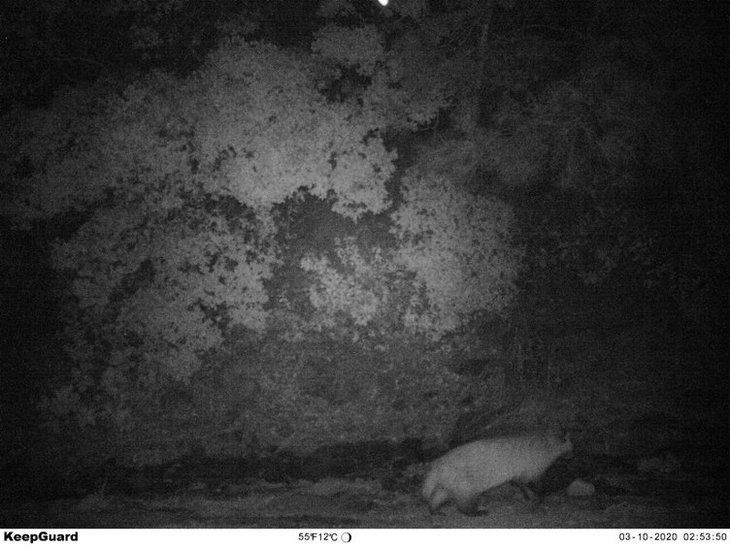 Daha önce böylesi görülmedi! Yolda yürürken karşısına çıktı 10