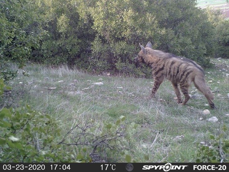 Daha önce böylesi görülmedi! Yolda yürürken karşısına çıktı 11