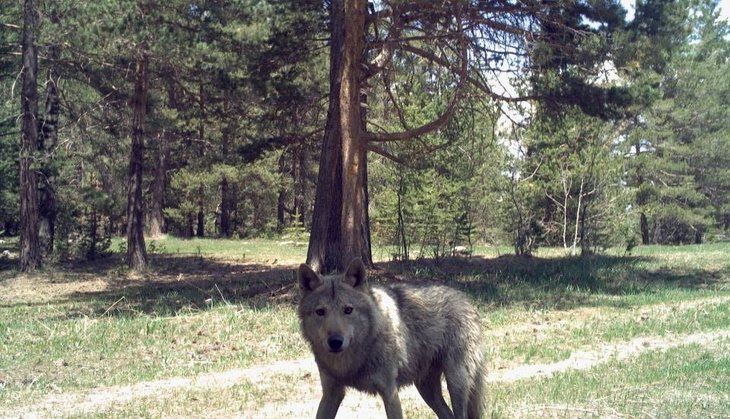 Daha önce böylesi görülmedi! Yolda yürürken karşısına çıktı 14
