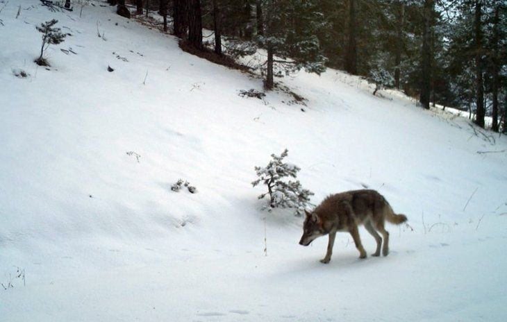 Daha önce böylesi görülmedi! Yolda yürürken karşısına çıktı 15