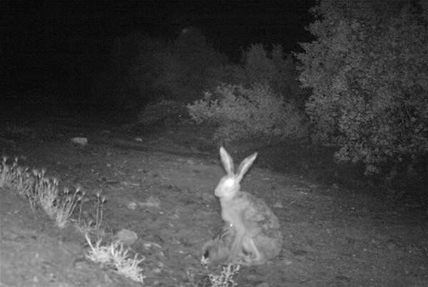 Daha önce böylesi görülmedi! Yolda yürürken karşısına çıktı 17