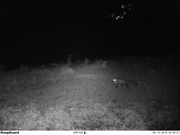 Daha önce böylesi görülmedi! Yolda yürürken karşısına çıktı 23