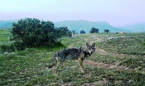 Daha önce böylesi görülmedi! Yolda yürürken karşısına çıktı 24
