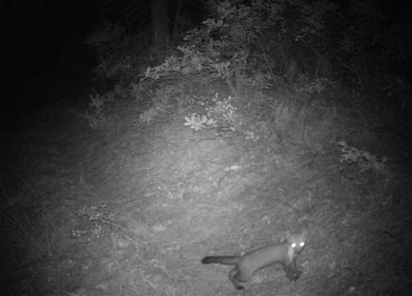 Daha önce böylesi görülmedi! Yolda yürürken karşısına çıktı 25