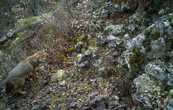 Daha önce böylesi görülmedi! Yolda yürürken karşısına çıktı 27