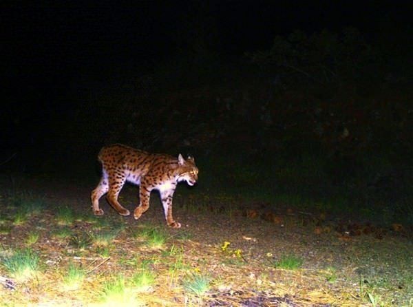 Daha önce böylesi görülmedi! Yolda yürürken karşısına çıktı 28