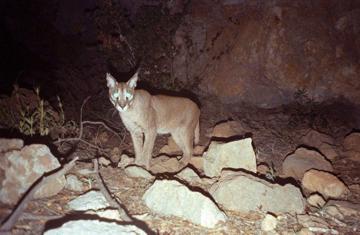 Daha önce böylesi görülmedi! Yolda yürürken karşısına çıktı 30