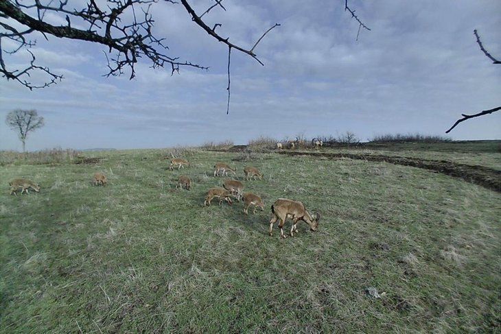 Daha önce böylesi görülmedi! Yolda yürürken karşısına çıktı 31