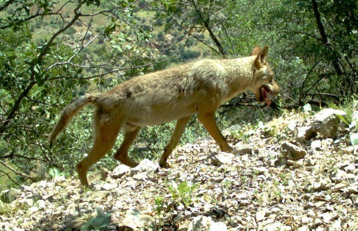 Daha önce böylesi görülmedi! Yolda yürürken karşısına çıktı 32