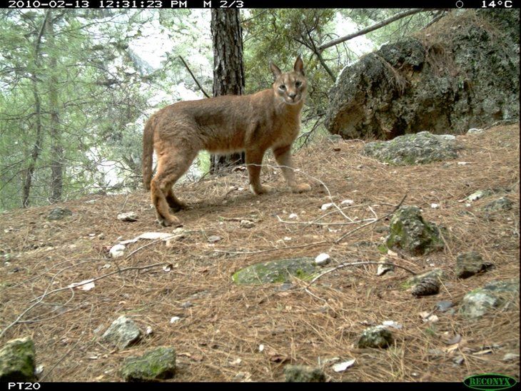 Daha önce böylesi görülmedi! Yolda yürürken karşısına çıktı 33