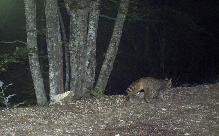 Daha önce böylesi görülmedi! Yolda yürürken karşısına çıktı 34