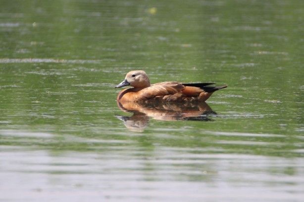 Buzullar eridi! Ortaya bu görüntüler çıktı 13