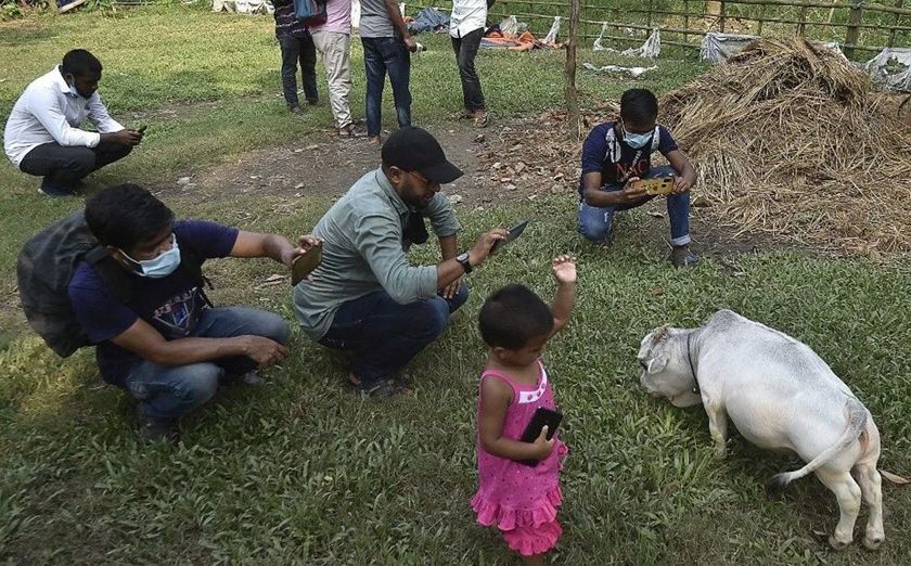 Dünyanın en küçük ineği görenleri şaşkına çevirdi 3