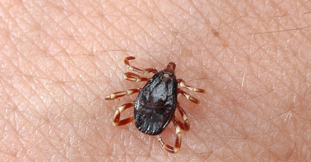 Kene popülasyonunda endişe verici artış! 1