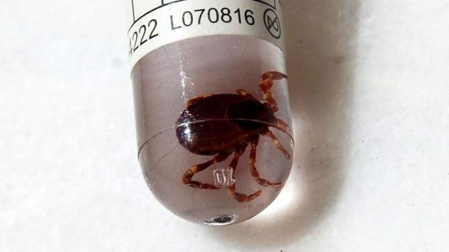 Kene popülasyonunda endişe verici artış! 2