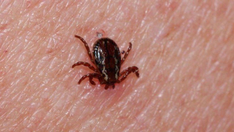 Kene popülasyonunda endişe verici artış! 3