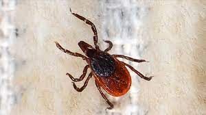 Kene popülasyonunda endişe verici artış! 4