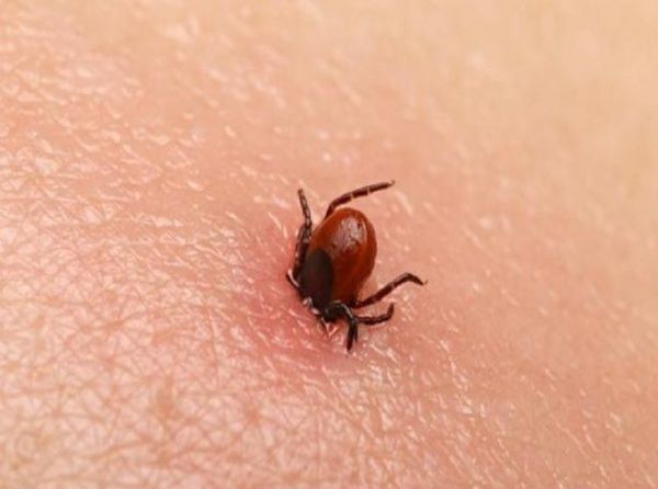 Kene popülasyonunda endişe verici artış! 5