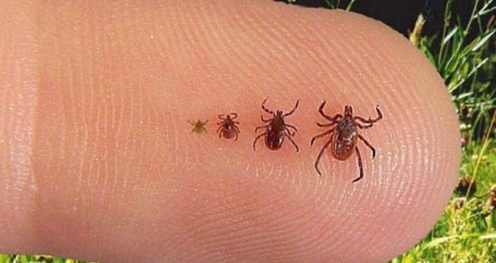 Kene popülasyonunda endişe verici artış! 9