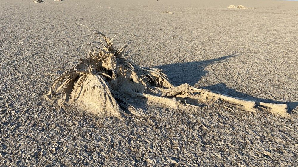 Şoke eden görüntü! Yüzlercesi ölü bulundu 6