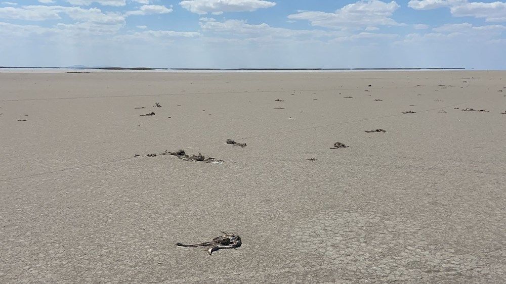 Şoke eden görüntü! Yüzlercesi ölü bulundu 11