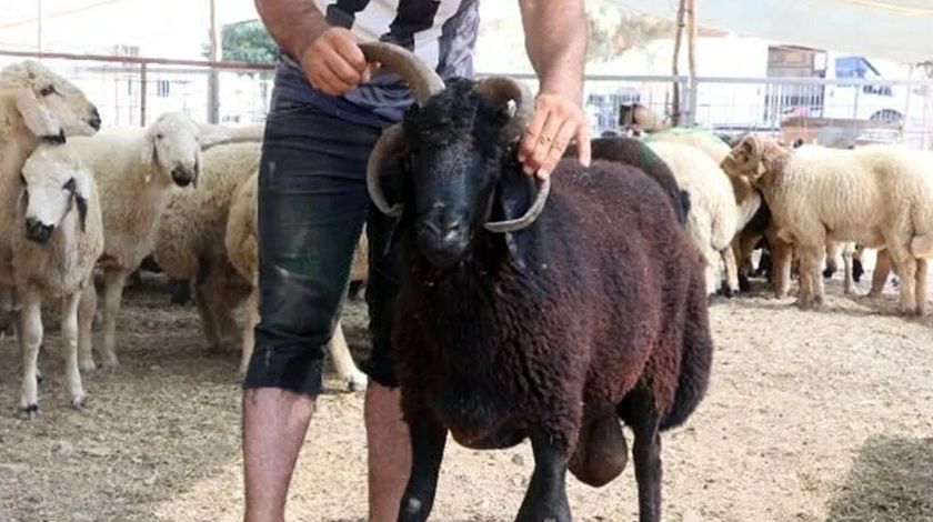 4 boynuzlu ‘Bereket’ görenleri şaşırtıyor 1