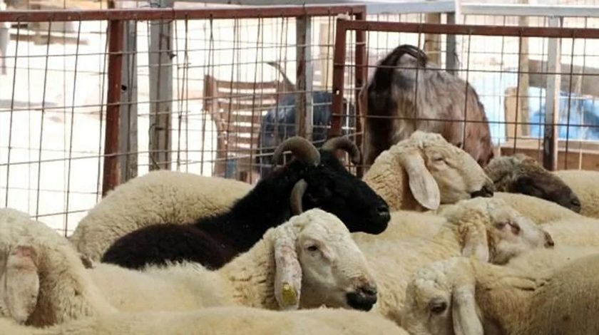 4 boynuzlu ‘Bereket’ görenleri şaşırtıyor 2