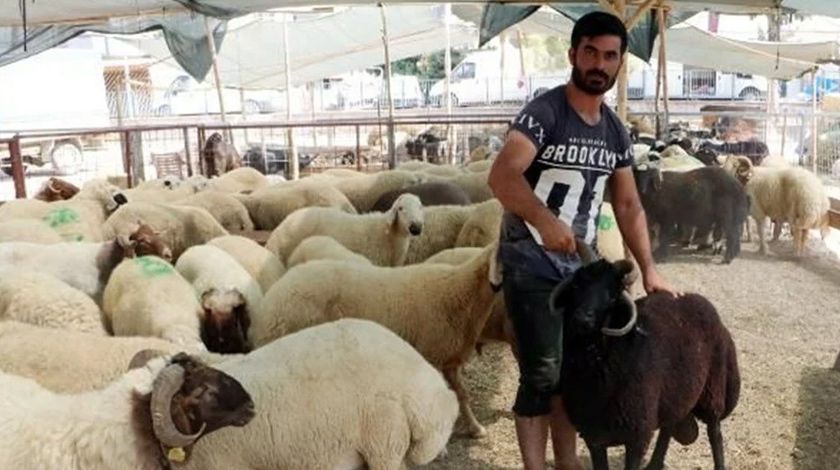 4 boynuzlu ‘Bereket’ görenleri şaşırtıyor 4