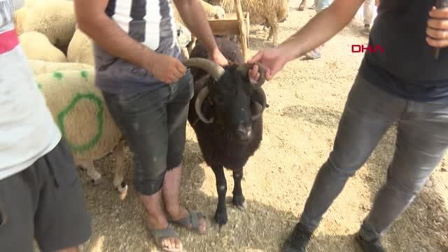 4 boynuzlu ‘Bereket’ görenleri şaşırtıyor 8