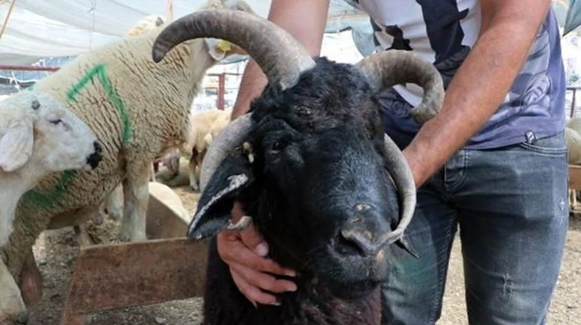 4 boynuzlu ‘Bereket’ görenleri şaşırtıyor 5