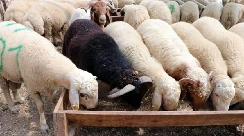 4 boynuzlu ‘Bereket’ görenleri şaşırtıyor 6