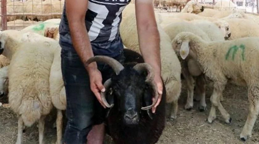 4 boynuzlu ‘Bereket’ görenleri şaşırtıyor 7