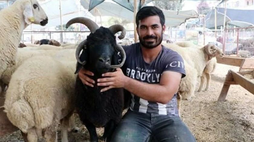 4 boynuzlu ‘Bereket’ görenleri şaşırtıyor 3