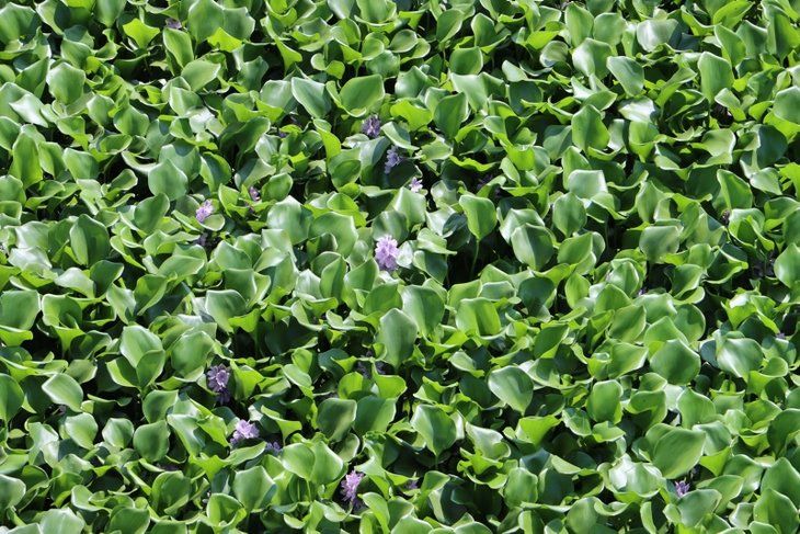 Yeni tehlike! Yüzeyi tamamen kapladı 1