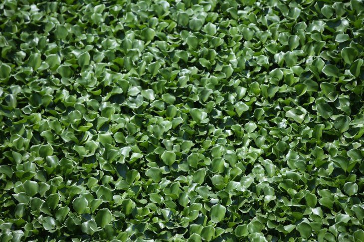 Yeni tehlike! Yüzeyi tamamen kapladı 2